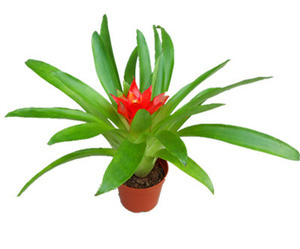 花卉紅星全方位指南 價(jià)格、選購與養(yǎng)護(hù)攻略